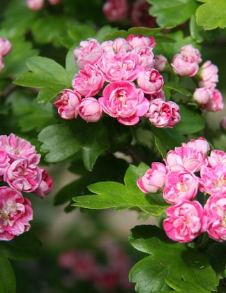 Crataegus laevigata 'Rosea Flore Pleno' 1