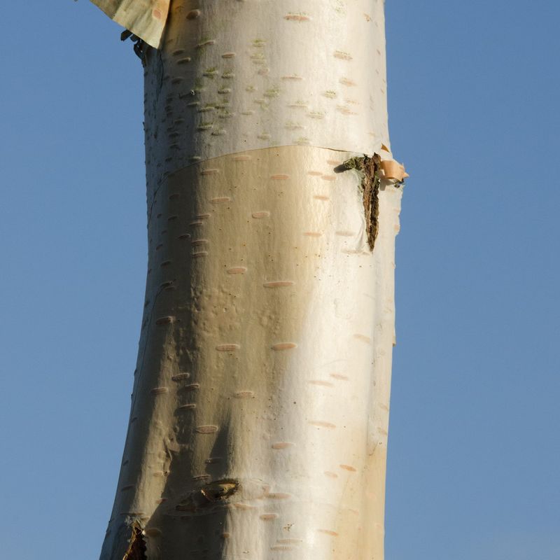 Betula utilis var. jacquemontii 'Jermyns'