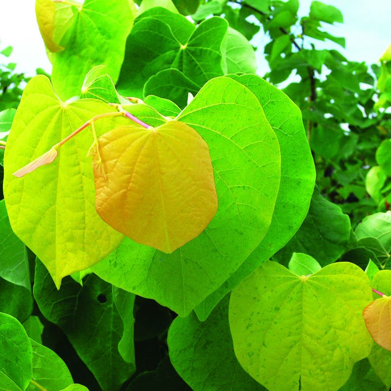 Cercis canadensis 'The Rising Sun'™