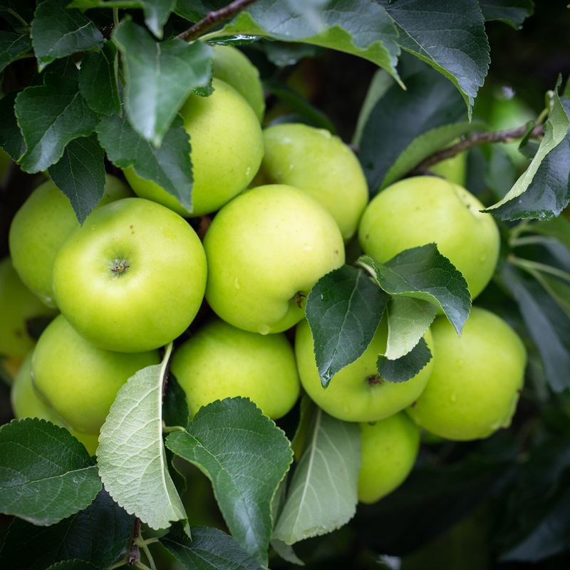 Apple Greensleeves