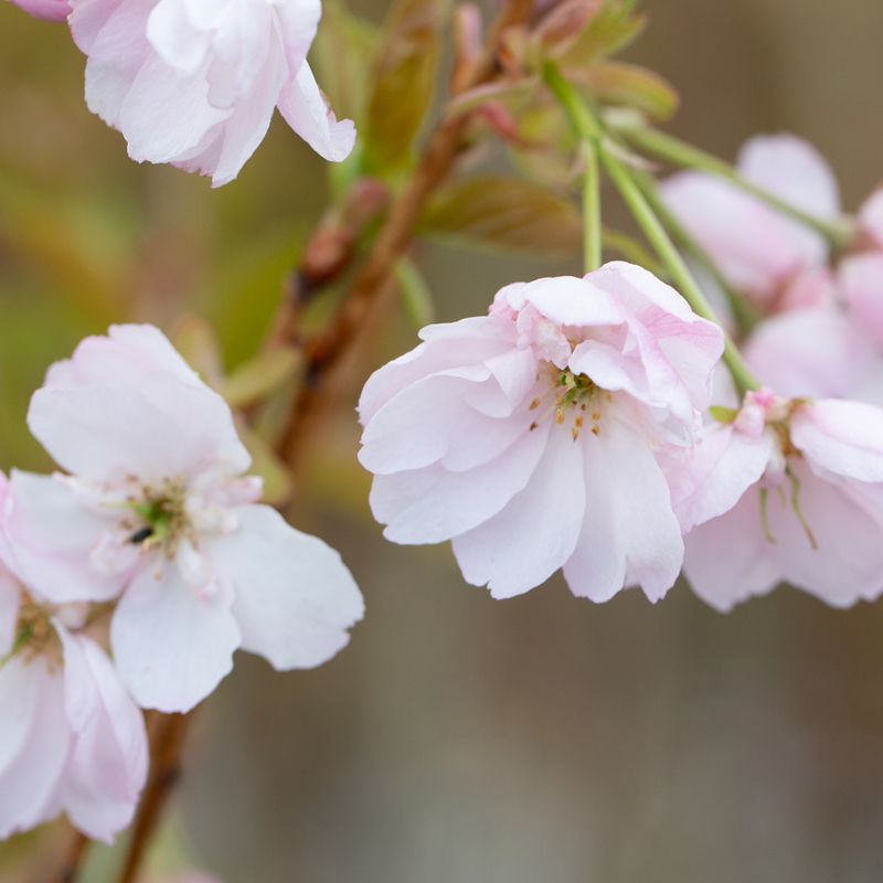 Prunus 'Ichiyo'