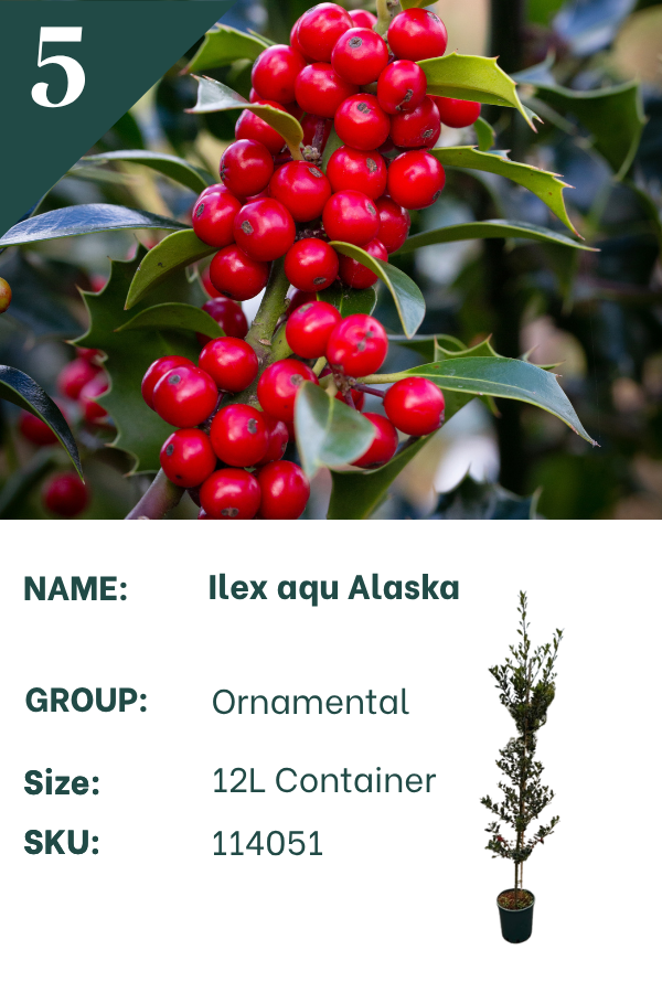 Ilex aquifolium ‘Alaska’
Holly