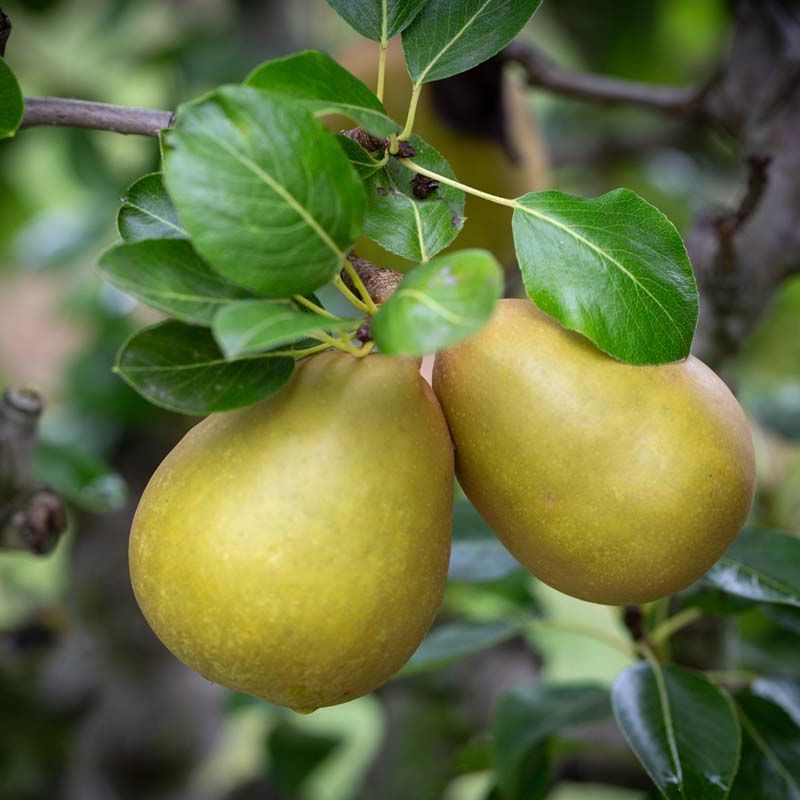 Pear Gorham