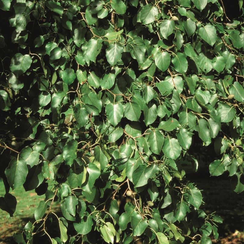 Alnus cordata