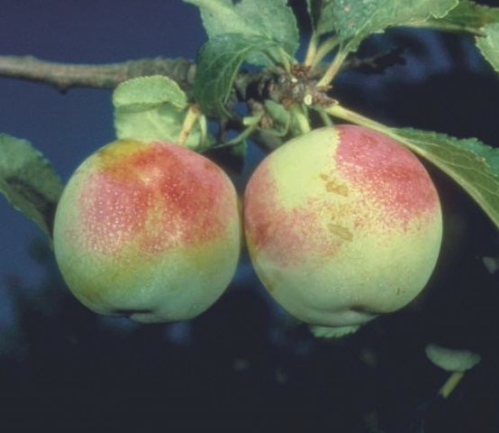 Early Transparent 1