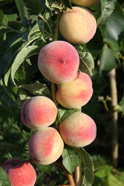Peach Peregrine 1