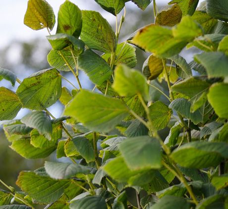 Tilia platyphyllos