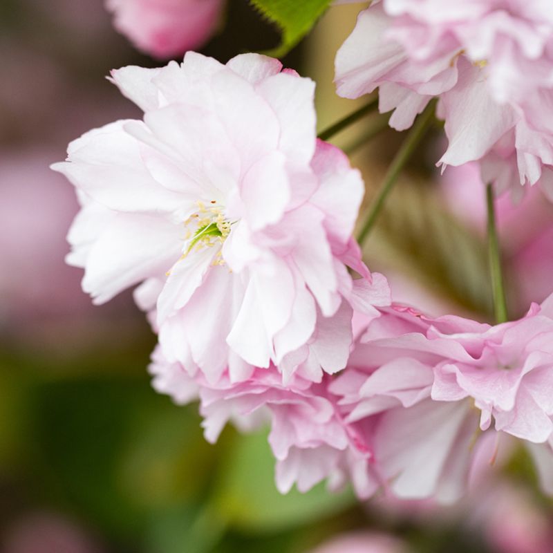 Prunus 'Kanzan'