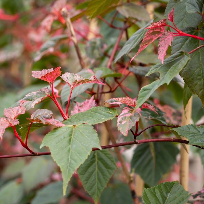 Acer 'Esk Flamingo'