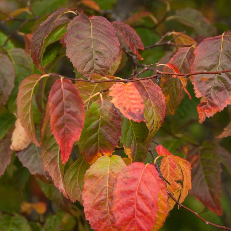 Trees for Autumn Colour 20