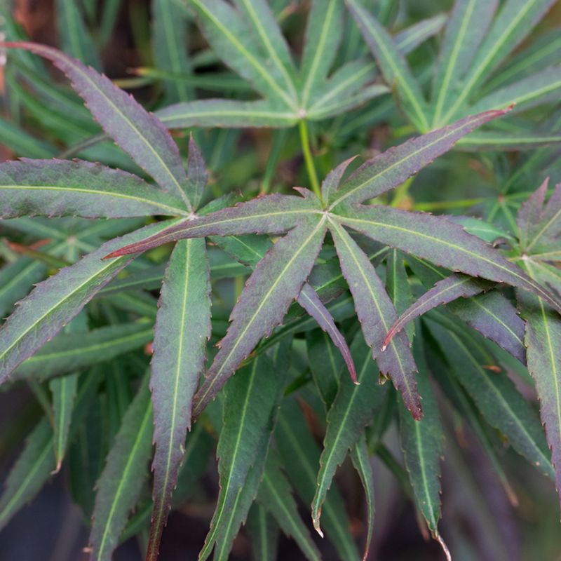 Acer palmatum 'Villa Taranto'