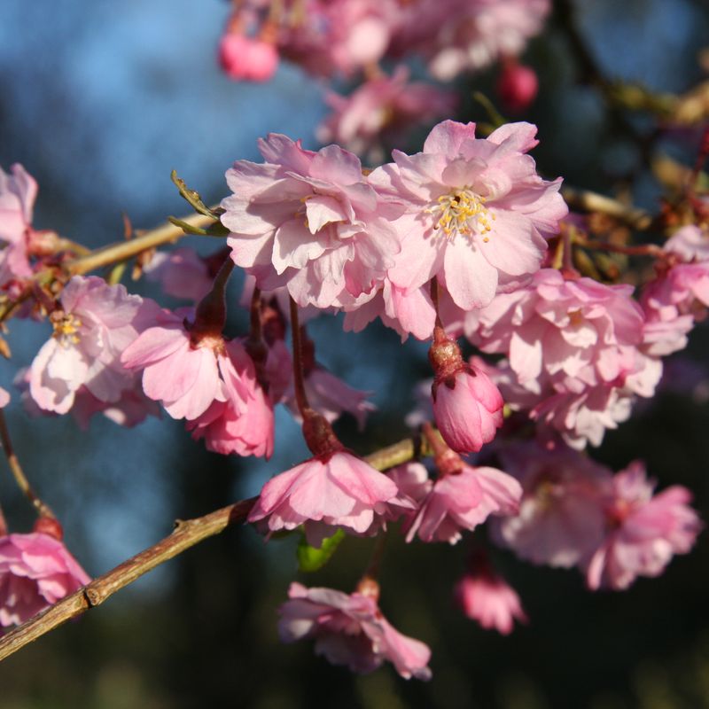 Prunus x subhirtella 'Pendula Plena Rosea'