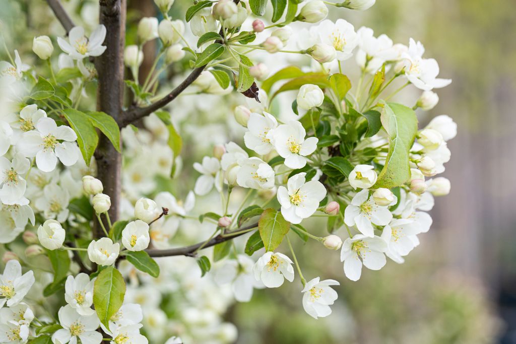 Malus Wedding Bouquet
