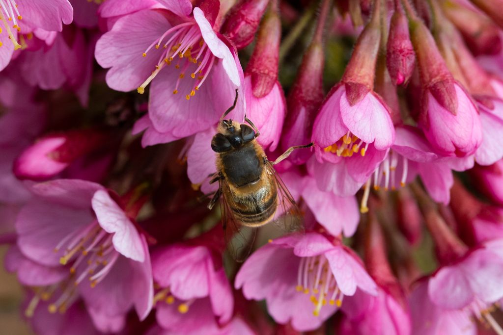Prunus Kursar