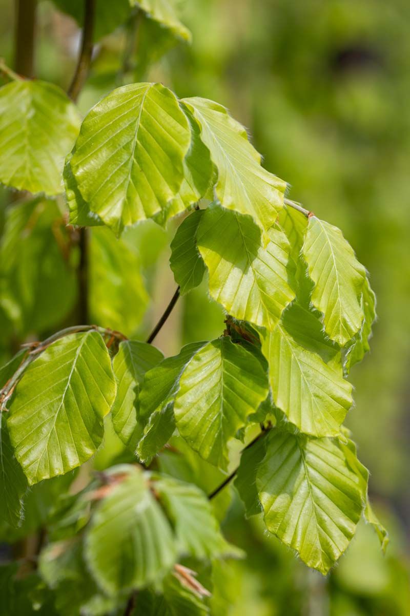 Fagus sylvatica 'Dawyck Gold' | Beech Tree | Ornamental Trees | Frank P  Matthews