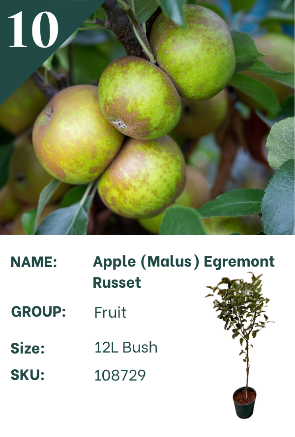 Egremont Russet
Apple