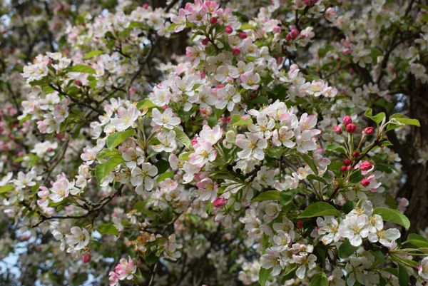 Malus floribunda 1