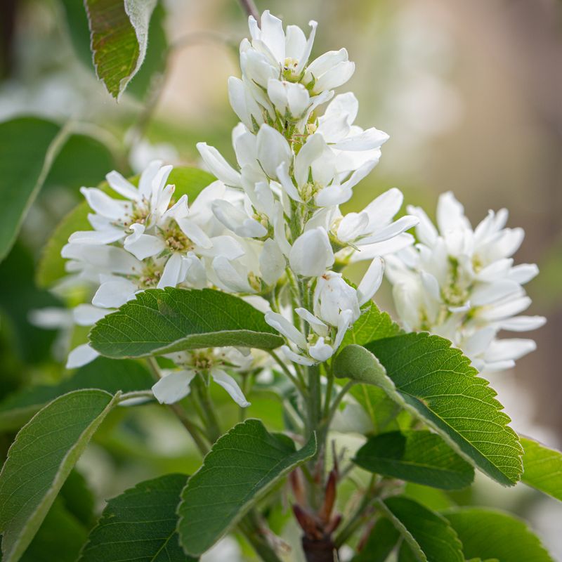 Amelanchier 'Obelisk'