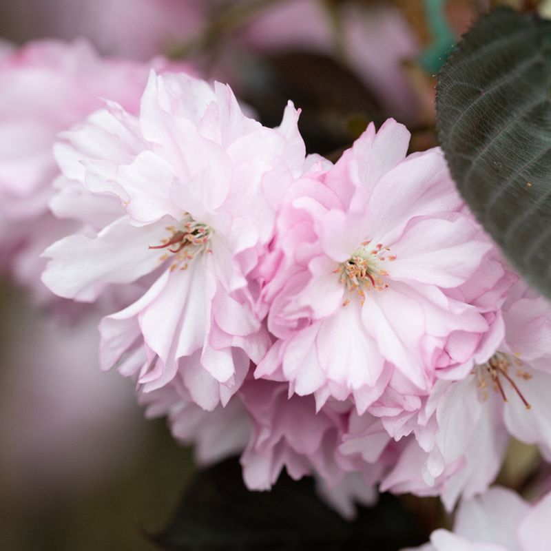 Prunus 'Royal Burgundy'