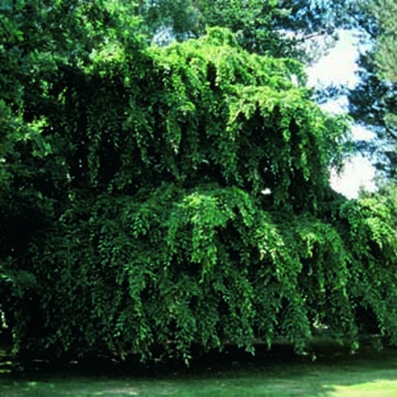 Carpinus betulus 'Pendula'