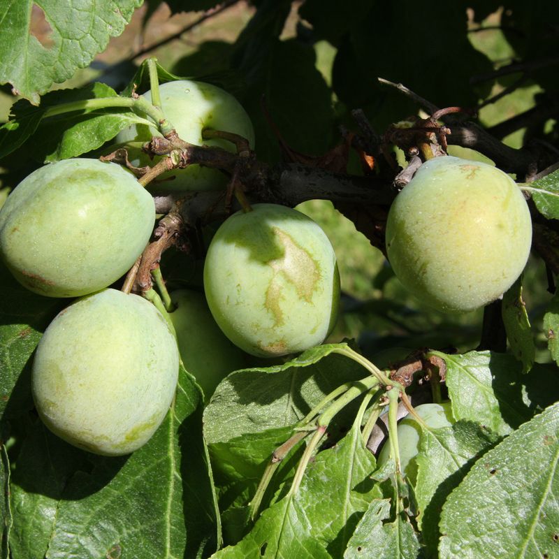 Gage Dennistons Superb