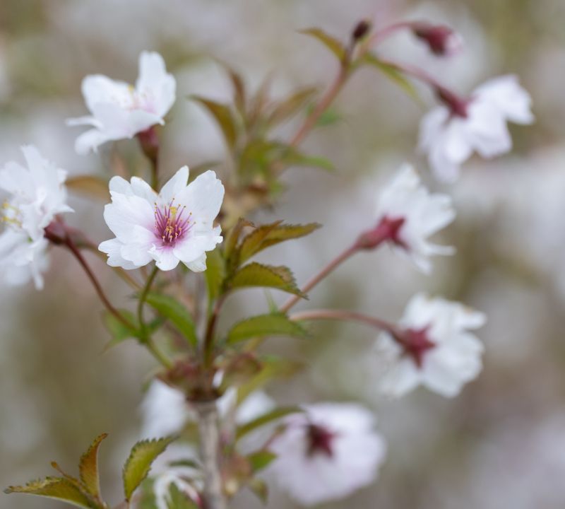 Prunus incisa 'Mikinori'