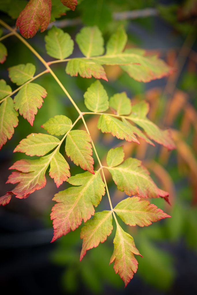 Koelreuteria Coral Sun, Drought-Tolerant Trees