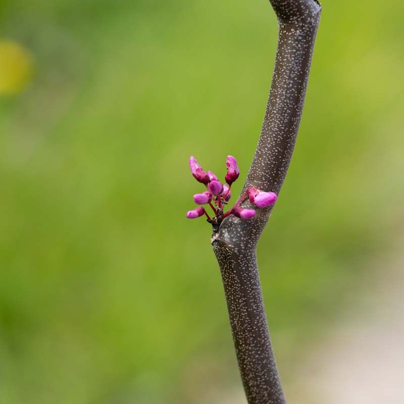 Cercis canadensis 'Zig Zag'®
