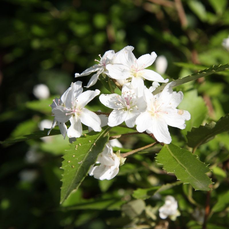Exochorda serratifolia 'Snow White'