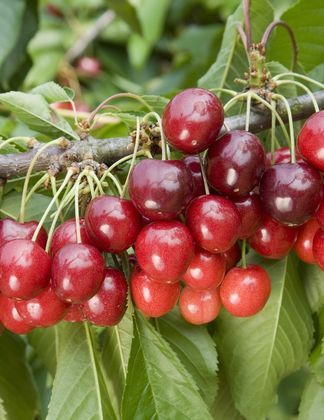 Cherry Stella