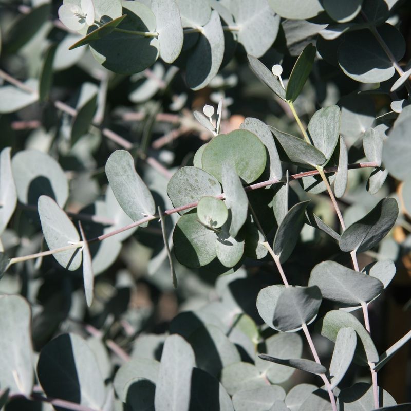 Eucalyptus gunnii 'Azura'