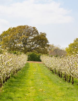 Agroforestry plantings