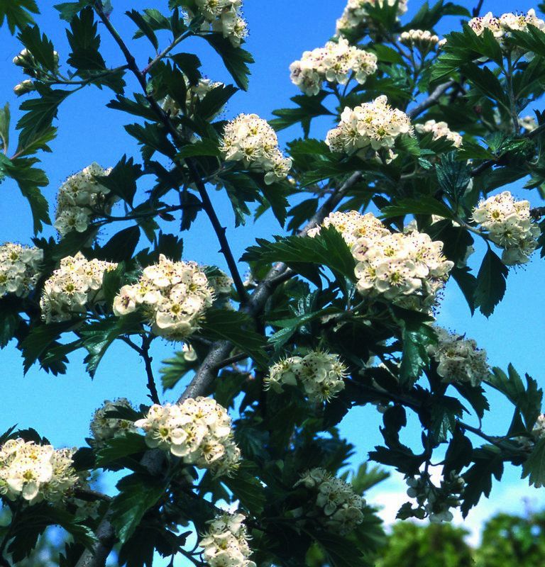 Crataegus x dippeliana