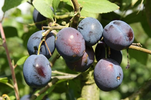 Damson Merryweather Fruit