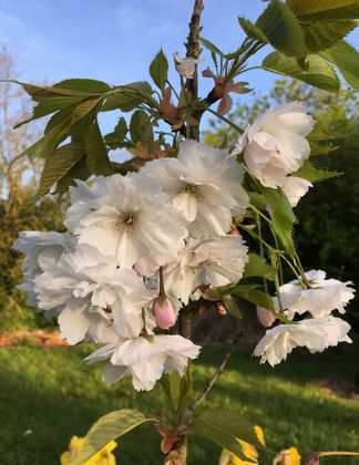 Prunus 'Blushing Bride'