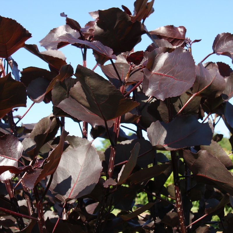 Populus deltoides 'Purple Tower'