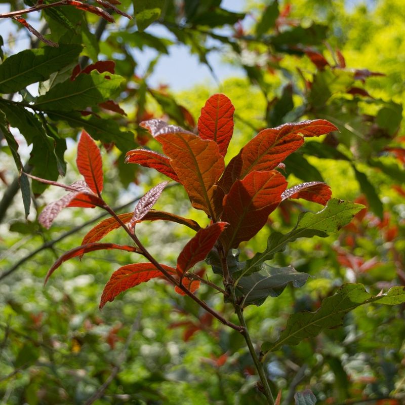 Quercus rhysophylla 'Maya'