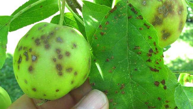 Fruit scab, Disease and Pest