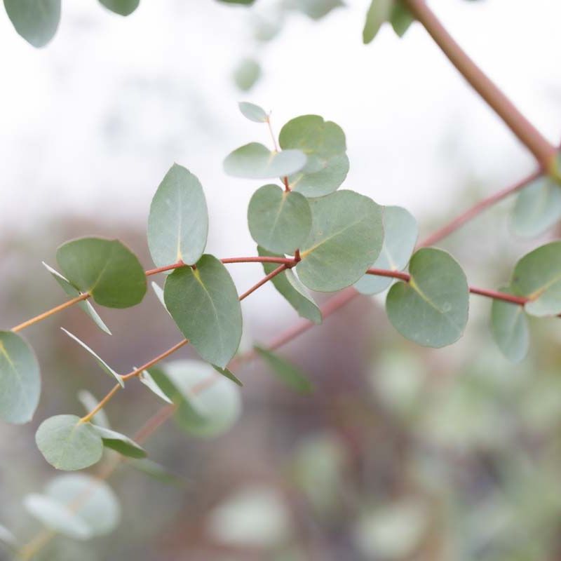 Eucalyptus gunnii