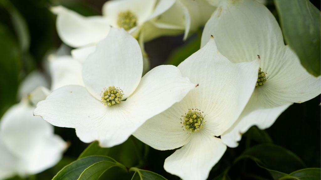 Cornus kousa 'Mandarin Jewel'®