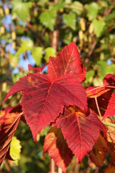 Acer rufinerve