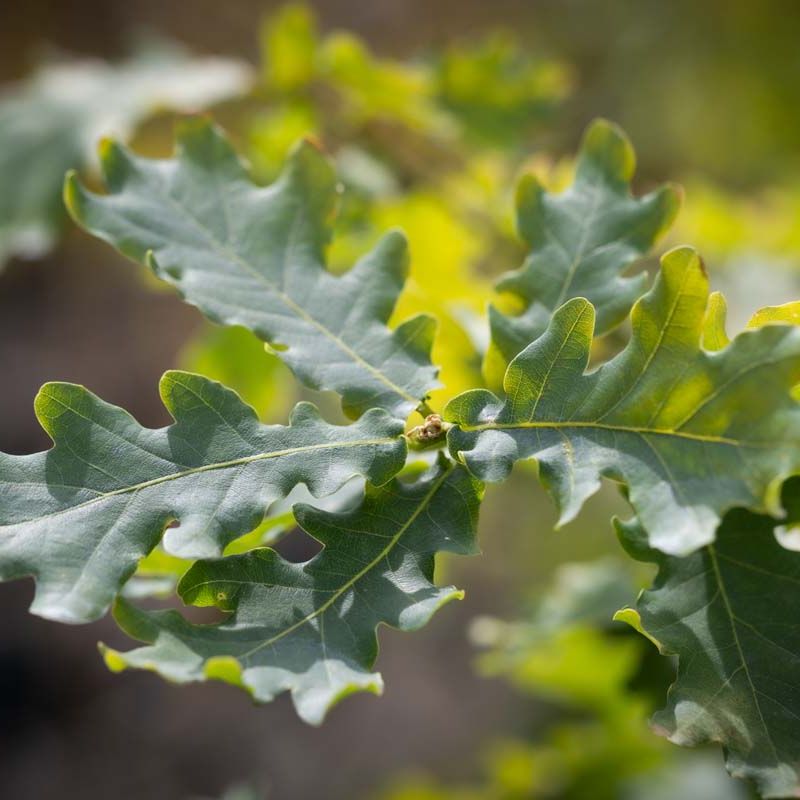 Quercus 'Boscobel Royal'