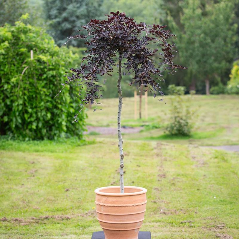 weeping specimen trees