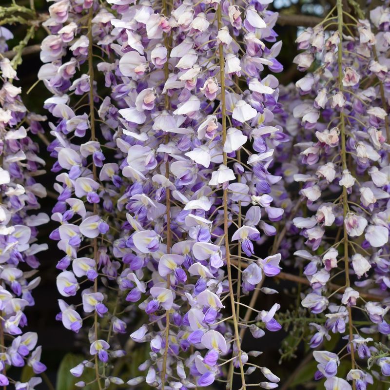 Wisteria sinensis 'Prolific'