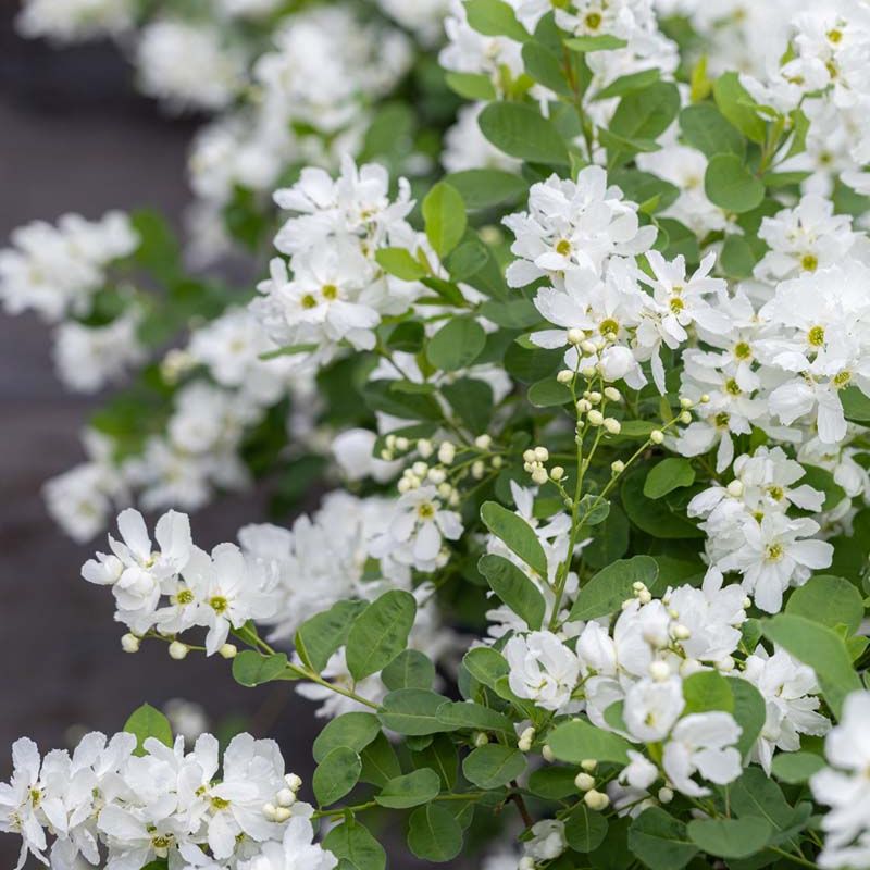 Exochorda Snow Day