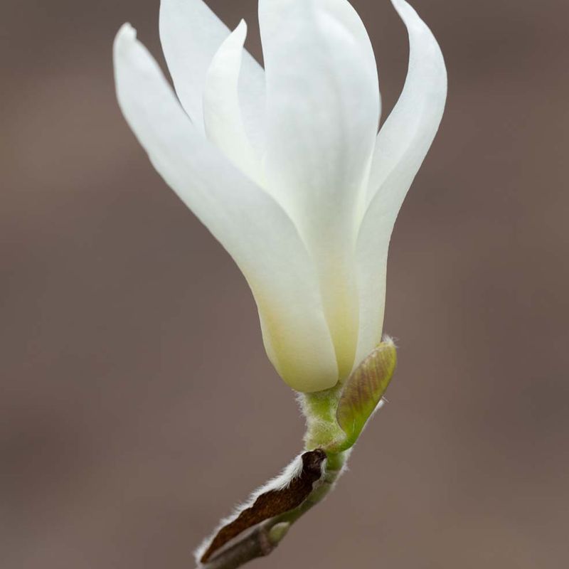 Magnolia Swarthmore Sentinel