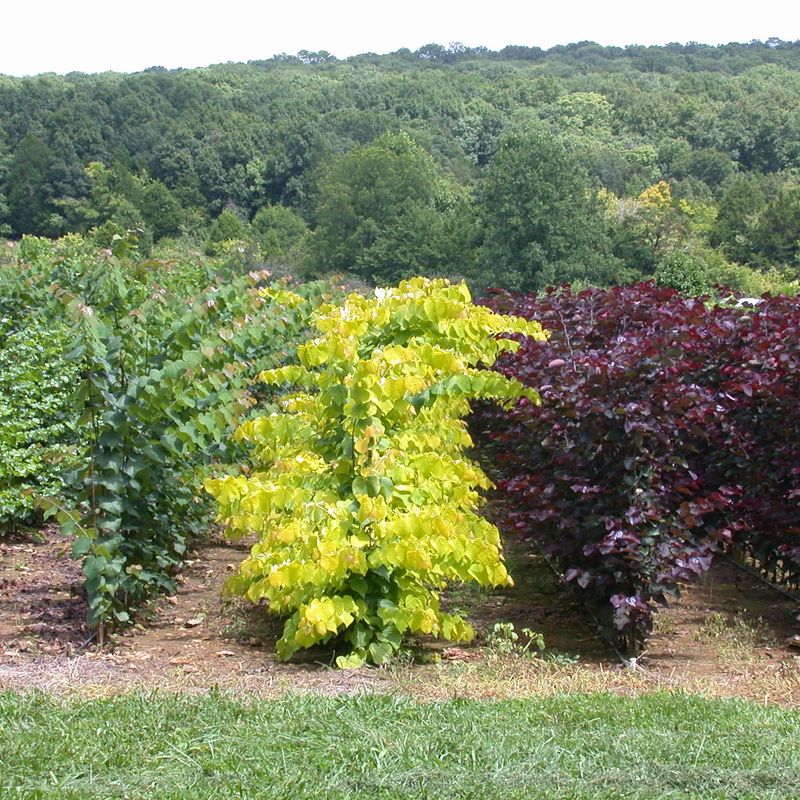 small trees
