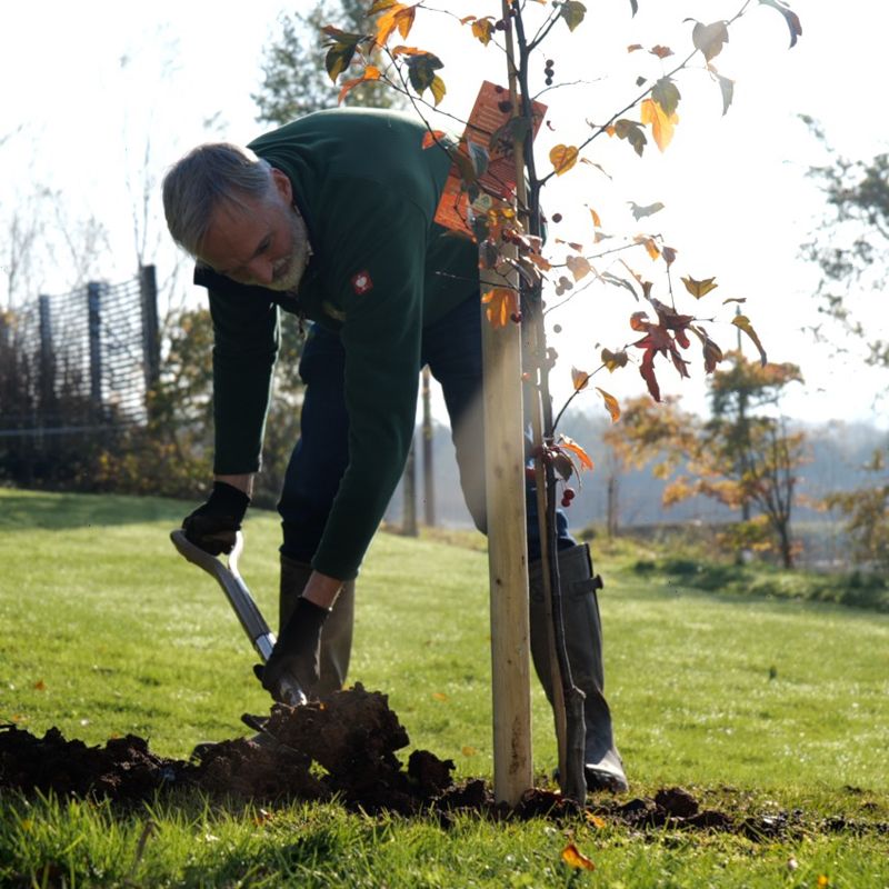 How to Plant a Container Tree