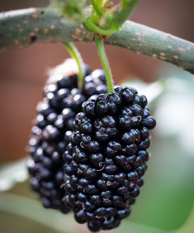Mojo Berry®