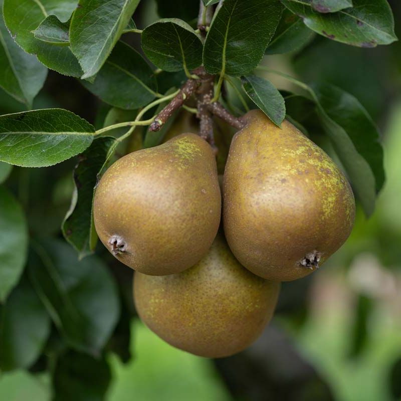 Improved Fertility